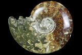 Polished, Agatized Ammonite (Cleoniceras) - Madagascar #97333-1